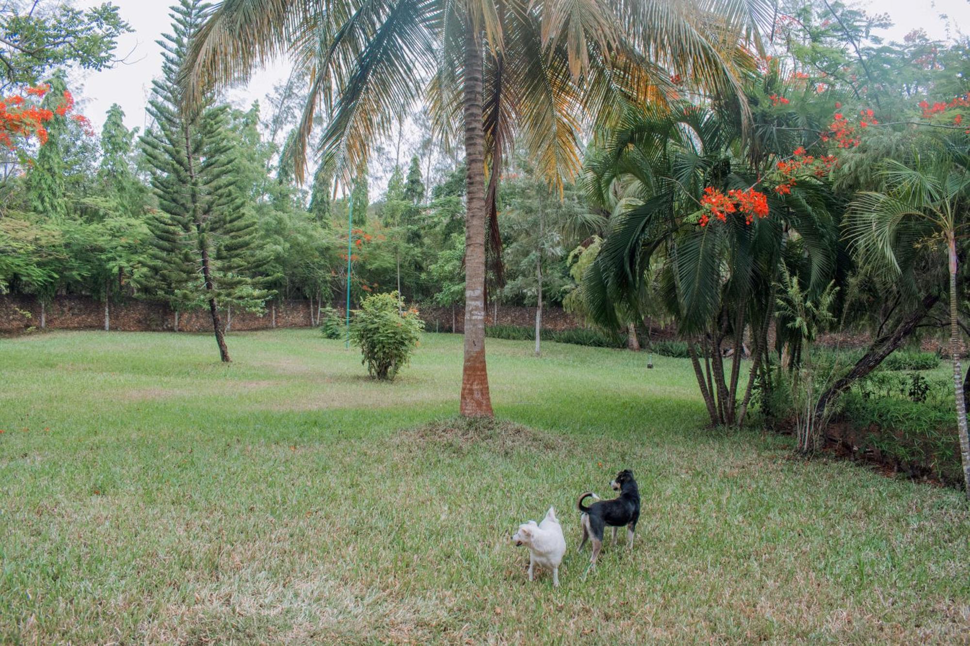 Kijani Cottages In Diani Диани-Бич Экстерьер фото